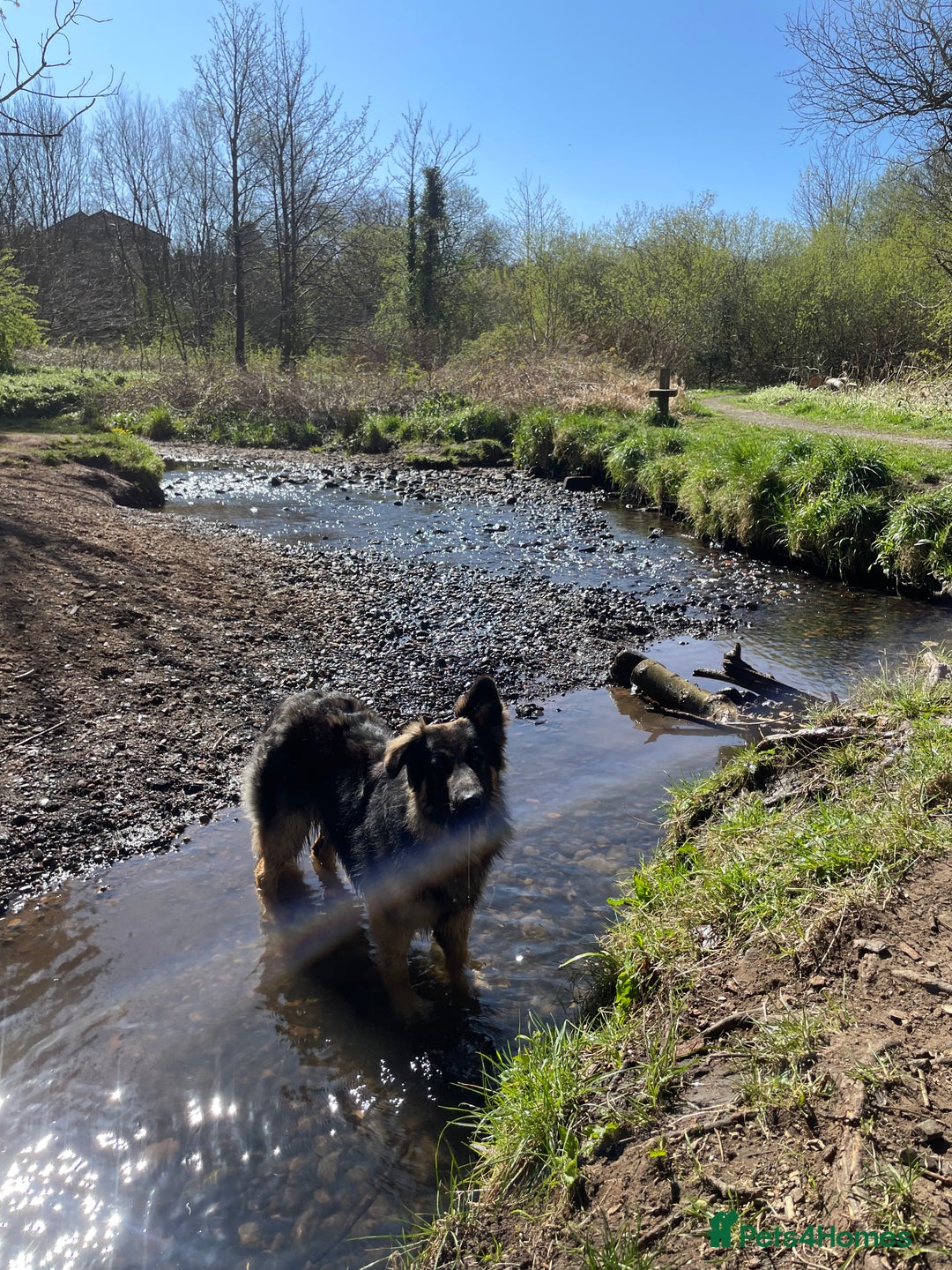 German Shepherd dogs for sale: German shepherd long haired  - Image 1