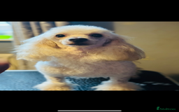 Toy Poodle dogs for sale: REDUCED READY NOW !! 2 beautiful toy poodle babies - Image 19