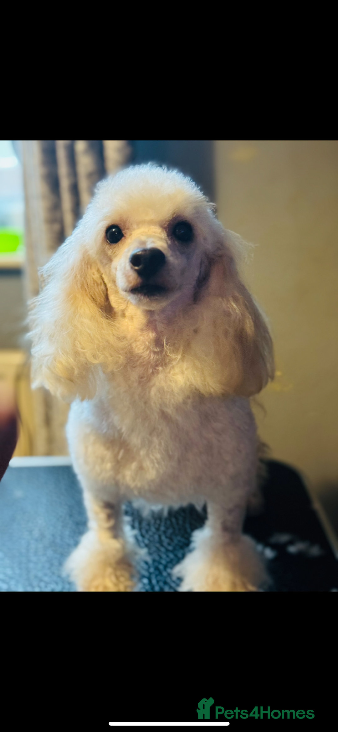 Toy Poodle dogs for sale: REDUCED READY NOW !! 2 beautiful toy poodle babies - Image 19