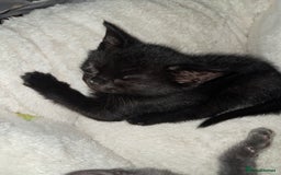British Shorthair cats for sale: Gorgeous 8 week old kittens  - Image 7