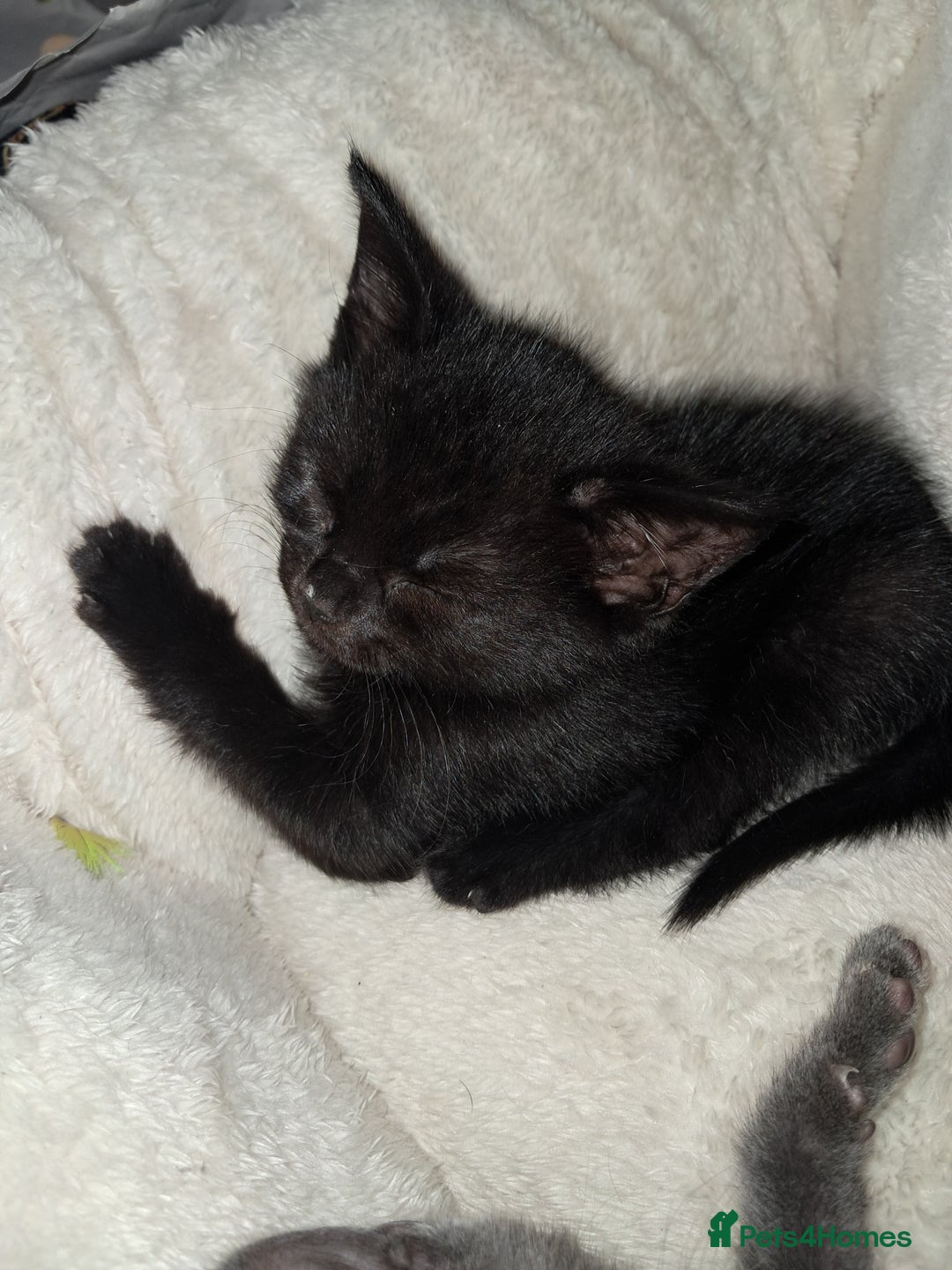British Shorthair cats for sale: Gorgeous 8 week old kittens  - Image 7