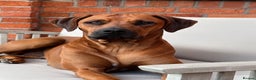 Rhodesian Ridgeback dogs for sale: Skyleridge Ridgebacks  - Advert 10