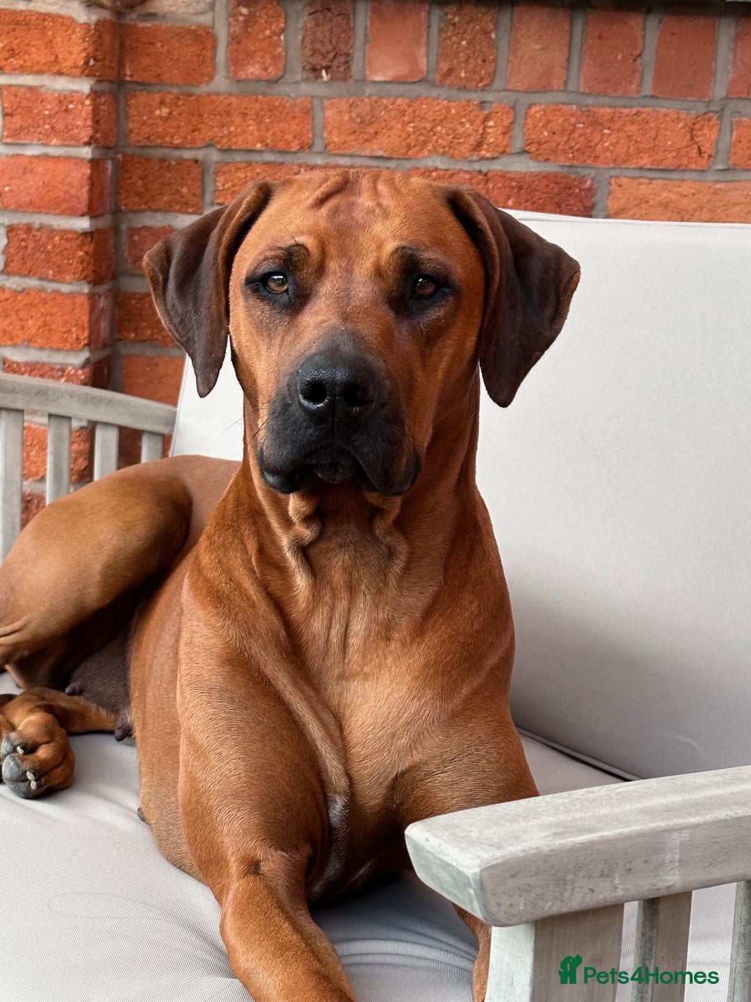 Rhodesian Ridgeback dogs for sale: Skyleridge Ridgebacks  - Advert 10