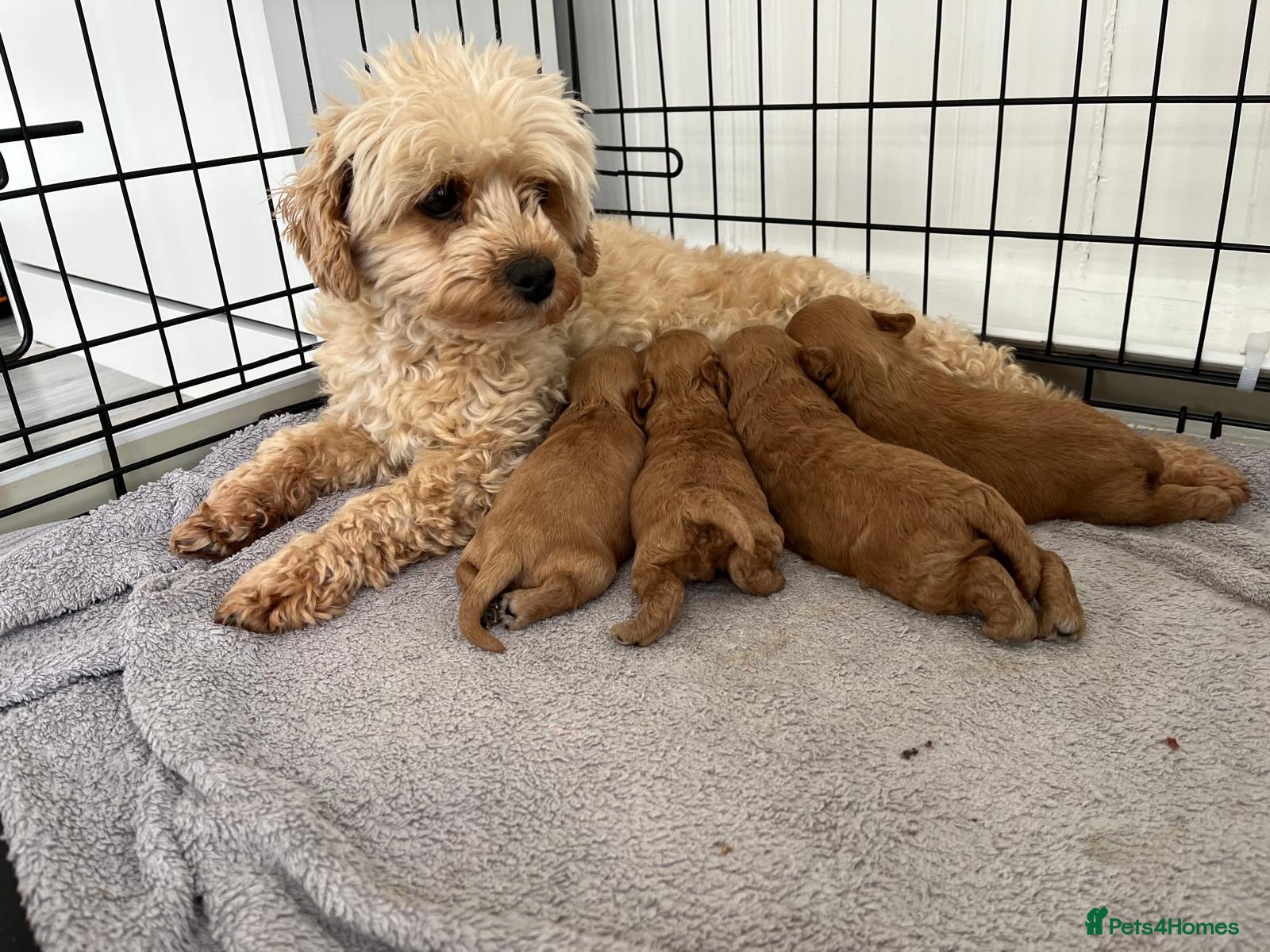 Cavapoo dogs 11/8/26 available CAVAPOO F1BB X ASIAN POODLE - Advert 13