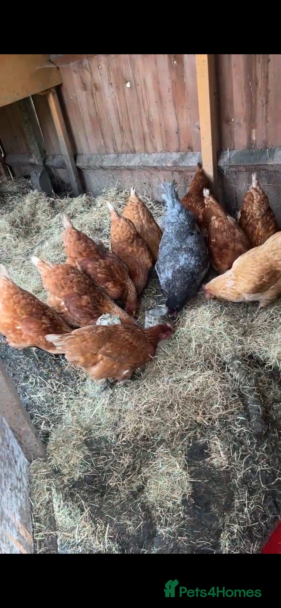 Chickens poultry 4 chickens for sale  - Advert 1