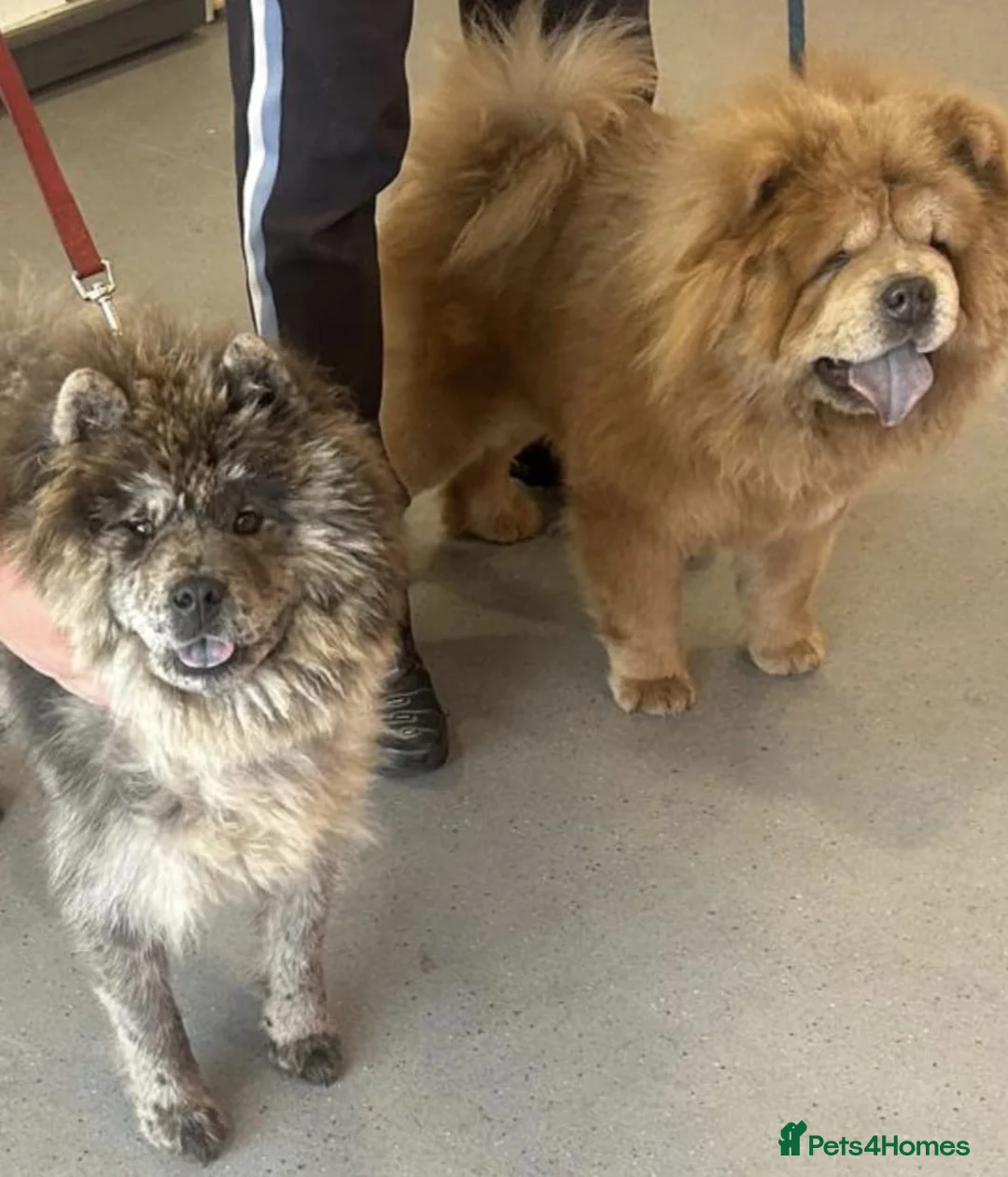 Chow Chow dogs for stud: Champion lines Cinnamon Chow Chow Stud 🦁 in Stockton-on-Tees - Advert 2