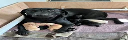 Labrador Retriever dogs for sale: Labrador puppies in Braintree - Advert 6