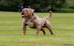 Olde English Bulldogge dogs for stud: ❄️ICEMAN❄️ in Nottingham - Image 1