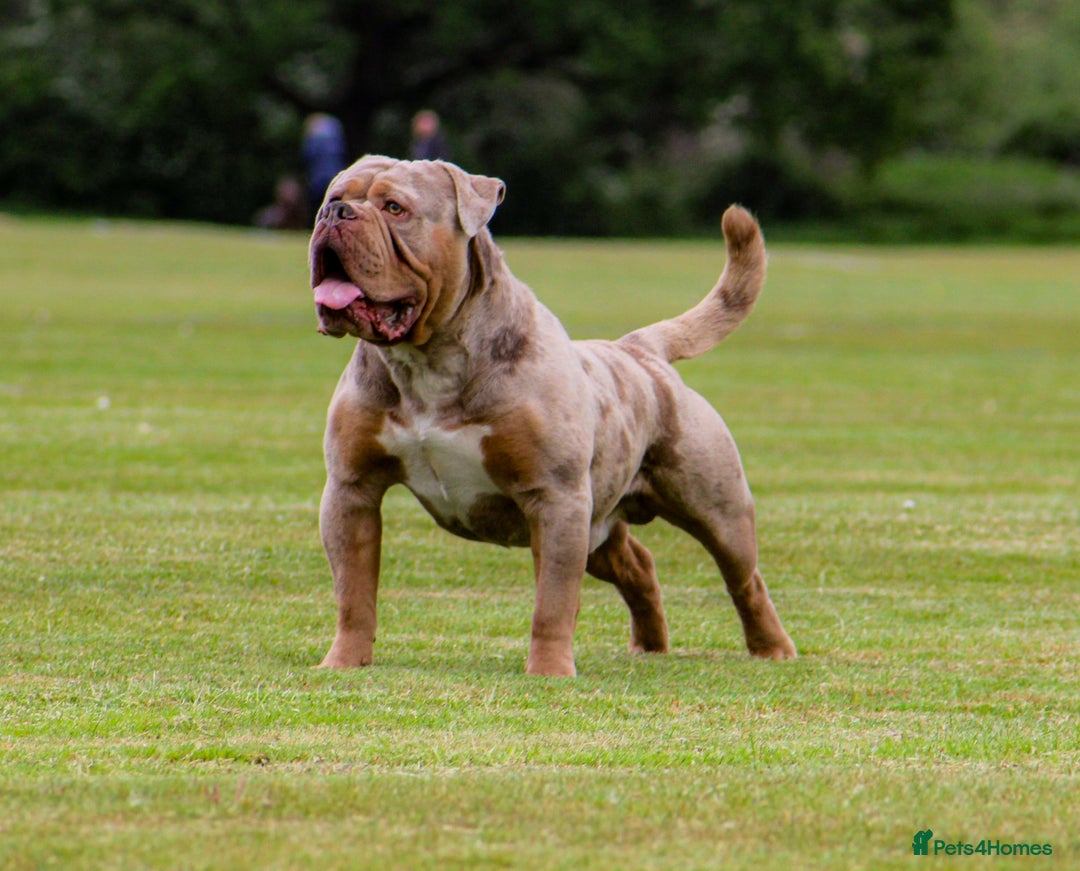 Olde English Bulldogge dogs for stud: ❄️ICEMAN❄️ in Nottingham - Image 1