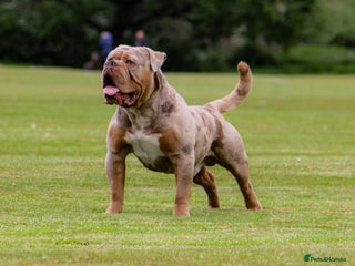 Olde English Bulldogge dogs in Nottingham - Advert 6