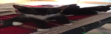 Tuxedo Male 2