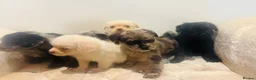 Pugapoo dogs for sale: Stunning pugapoo puppies  - Advert 6