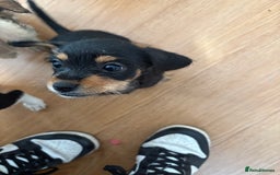 Dachshund dogs for sale: 5 dachshund x cavachon pups for sale  - Image 17