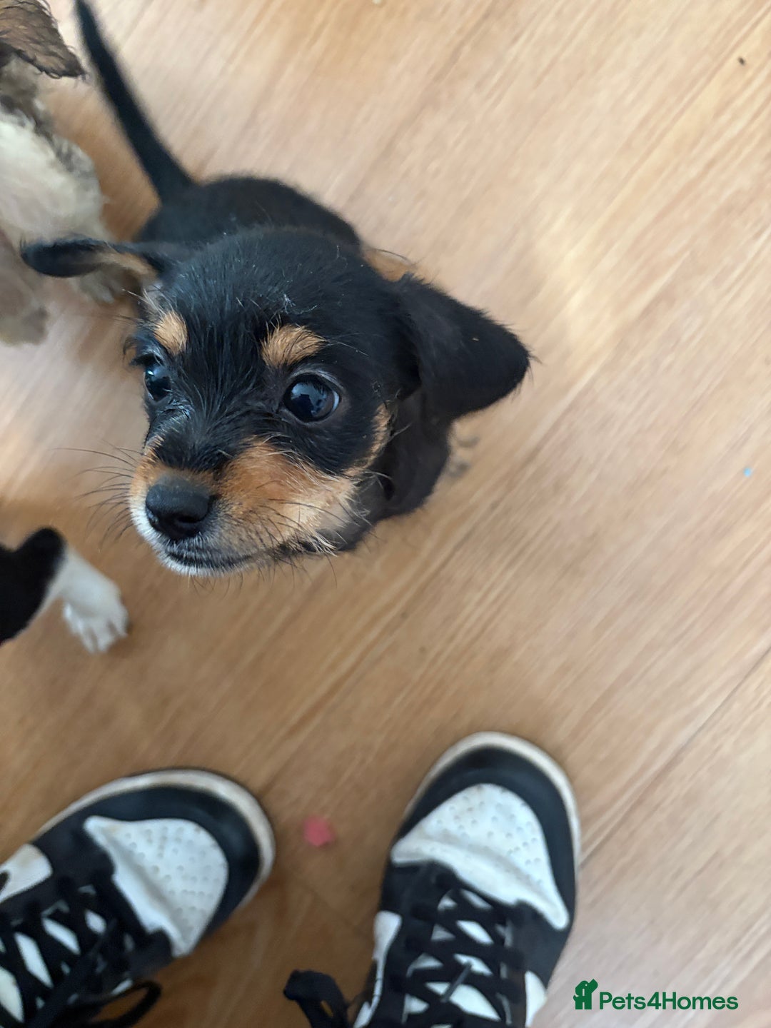 Dachshund dogs for sale: 5 dachshund x cavachon pups for sale  - Image 17