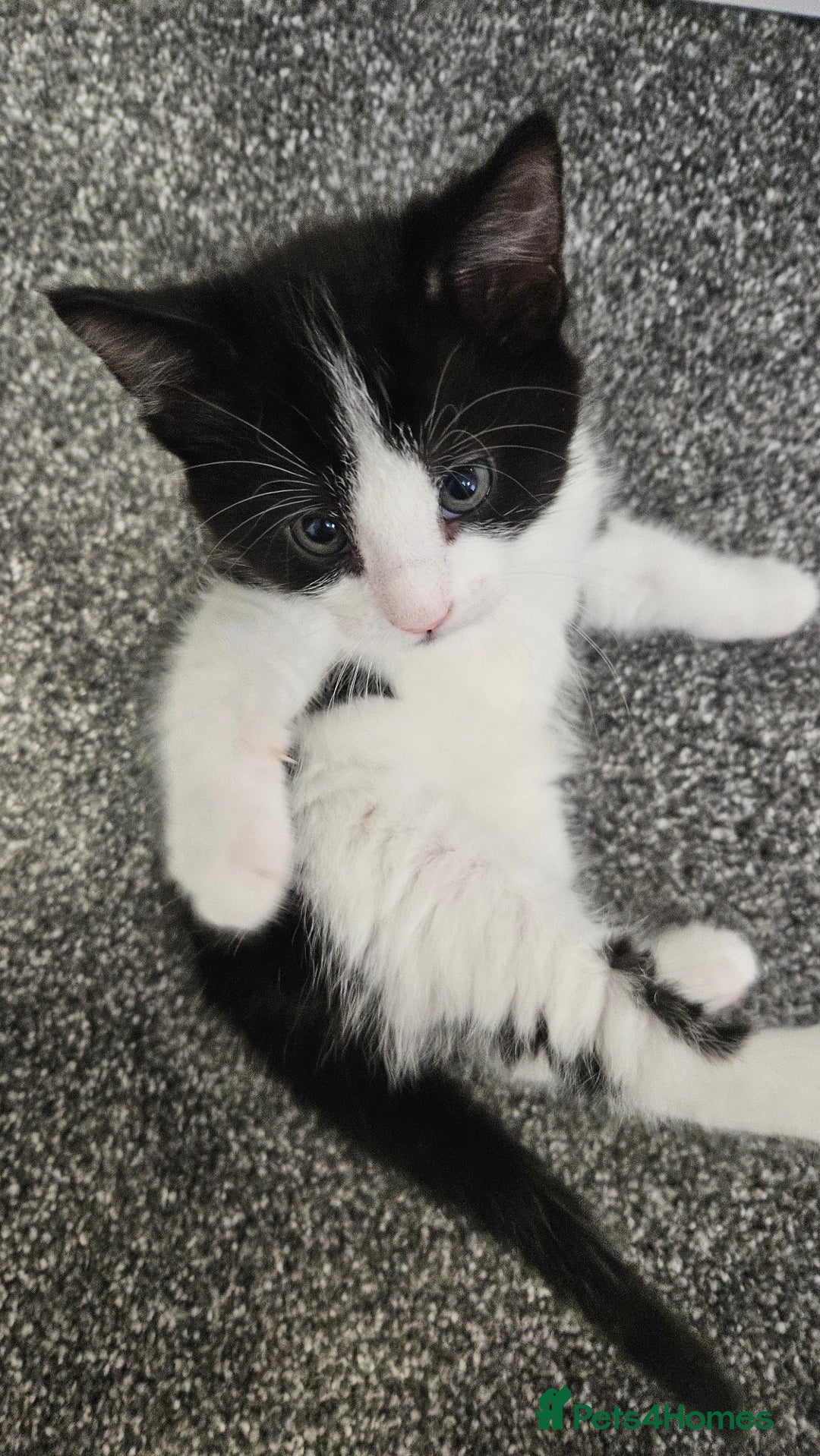 Mixed Breed cats for sale: Black and white 3 kittens for sale. 2 boys 1 girl. - Advert 27