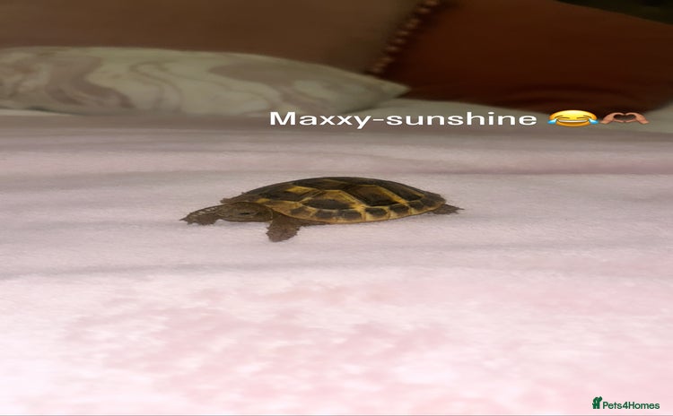 Hermann Tortoise reptiles Hermann tortoise - Advert 1