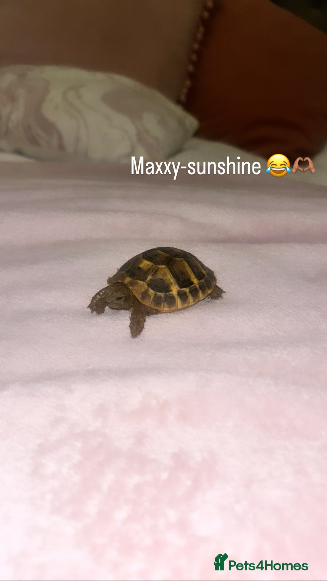 Hermann Tortoise reptiles for sale: Hermann tortoise  - Advert 1