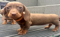 Miniature Dachshund dogs for sale: Miniature Dachshund Puppies - Image 4