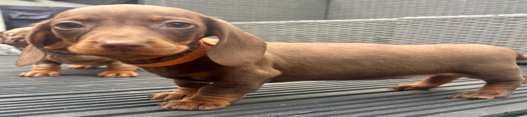 Miniature Dachshund Puppy 6
