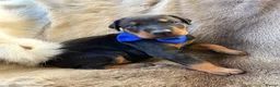 Dobermann dogs for sale: *KC REGISTERED* HEALTH TESTED DOBERMAN PUPPIES* - Advert 36