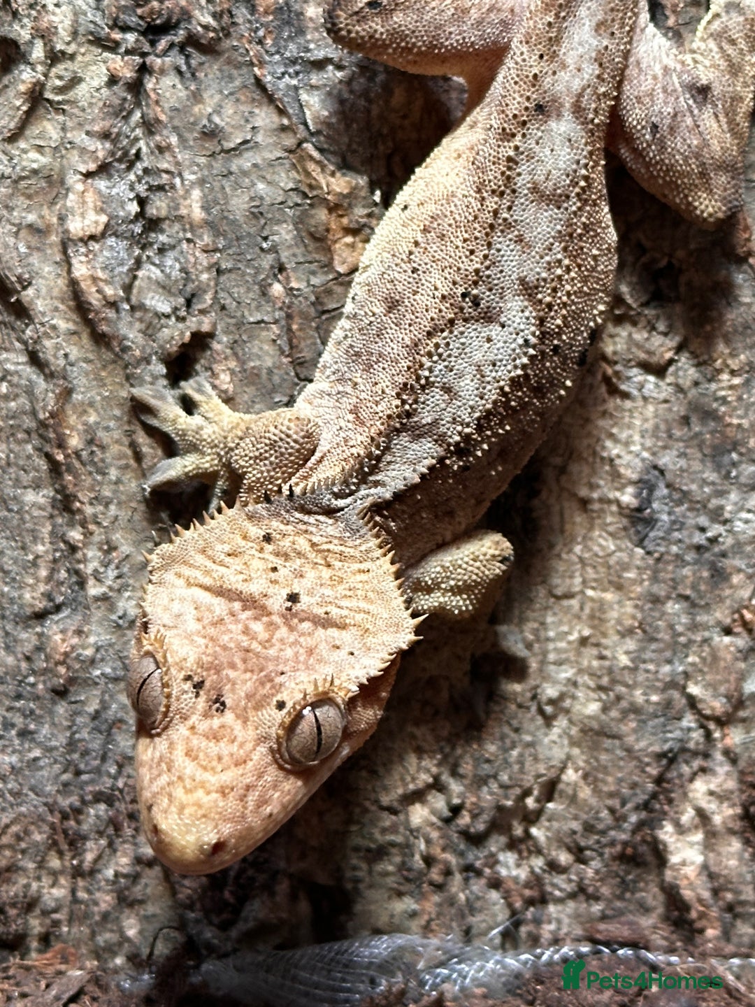 Gecko reptiles for sale: ✨ Male Dalmatian Crested Gecko & Full Setup £150 ✨ - Advert 3