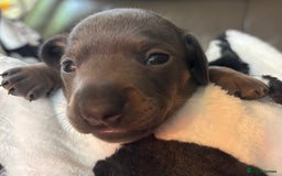 Miniature Dachshund dogs for sale: Stunning miniature dachshunds - Image 7