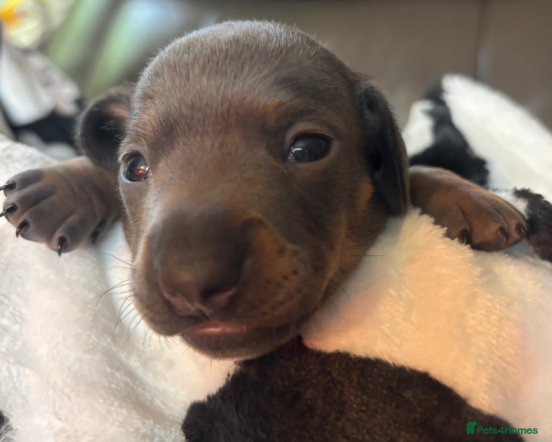 Miniature Dachshund dogs for sale: Stunning miniature dachshunds - Image 7