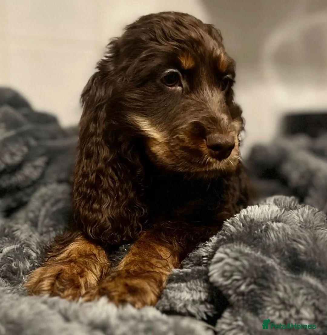 Cocker Spaniel dogs for sale: Chucky KC Cocker Spaniel Pup’s Ready Now - Advert 17