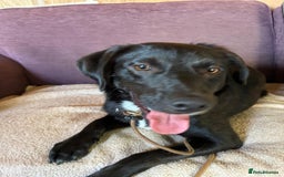 Mixed Breed dogs for adoption: Ollie - Image 8