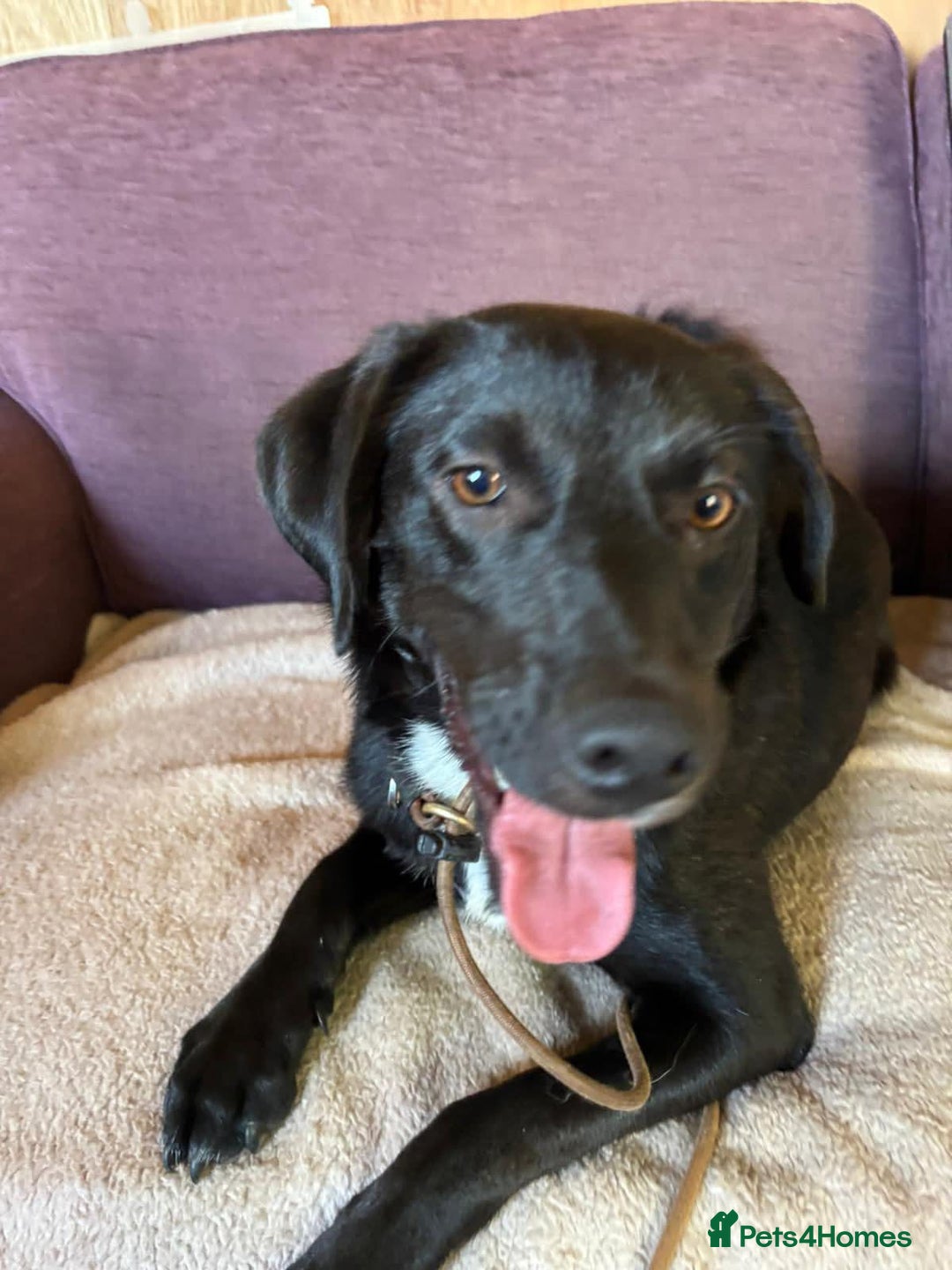 Mixed Breed dogs for adoption: Ollie - Image 8