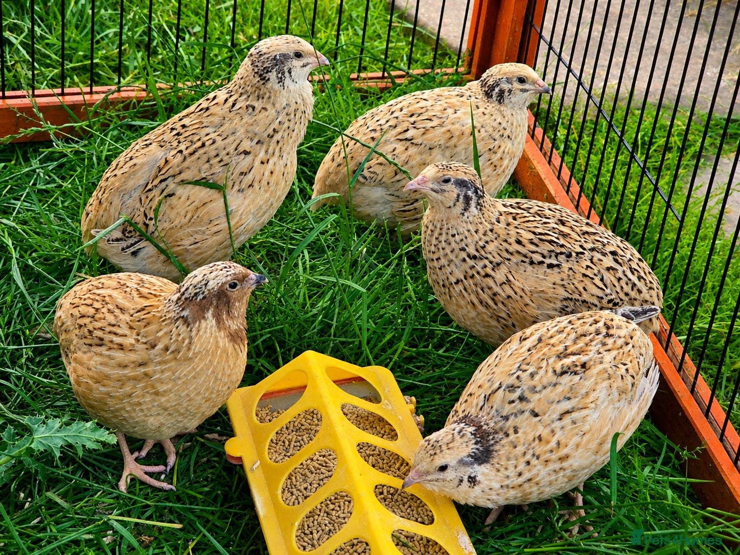 Quail poultry Coturnix Quail - Advert 1