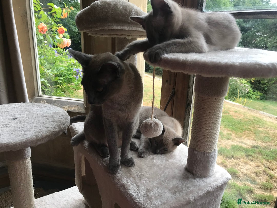 Tonkinese cats for sale: Superb Tonkdoll Kittens - Image 10