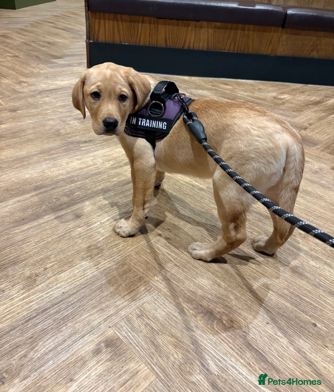 Labrador Retriever dogs for sale: Full Labrador puppy  - Advert 3