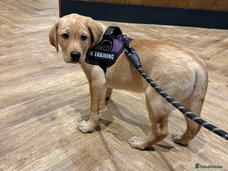 Labrador Retriever dogs Full Labrador puppy - Advert 4