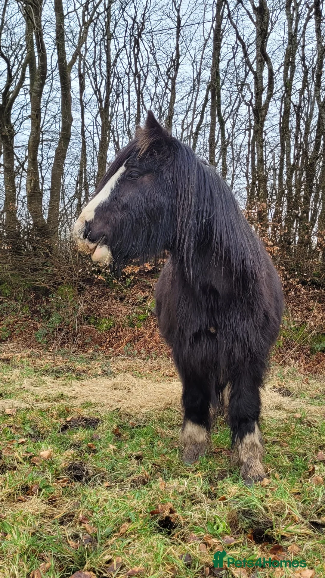 Welsh Section A horses for sale: -Luna- in Glogue - Advert 4