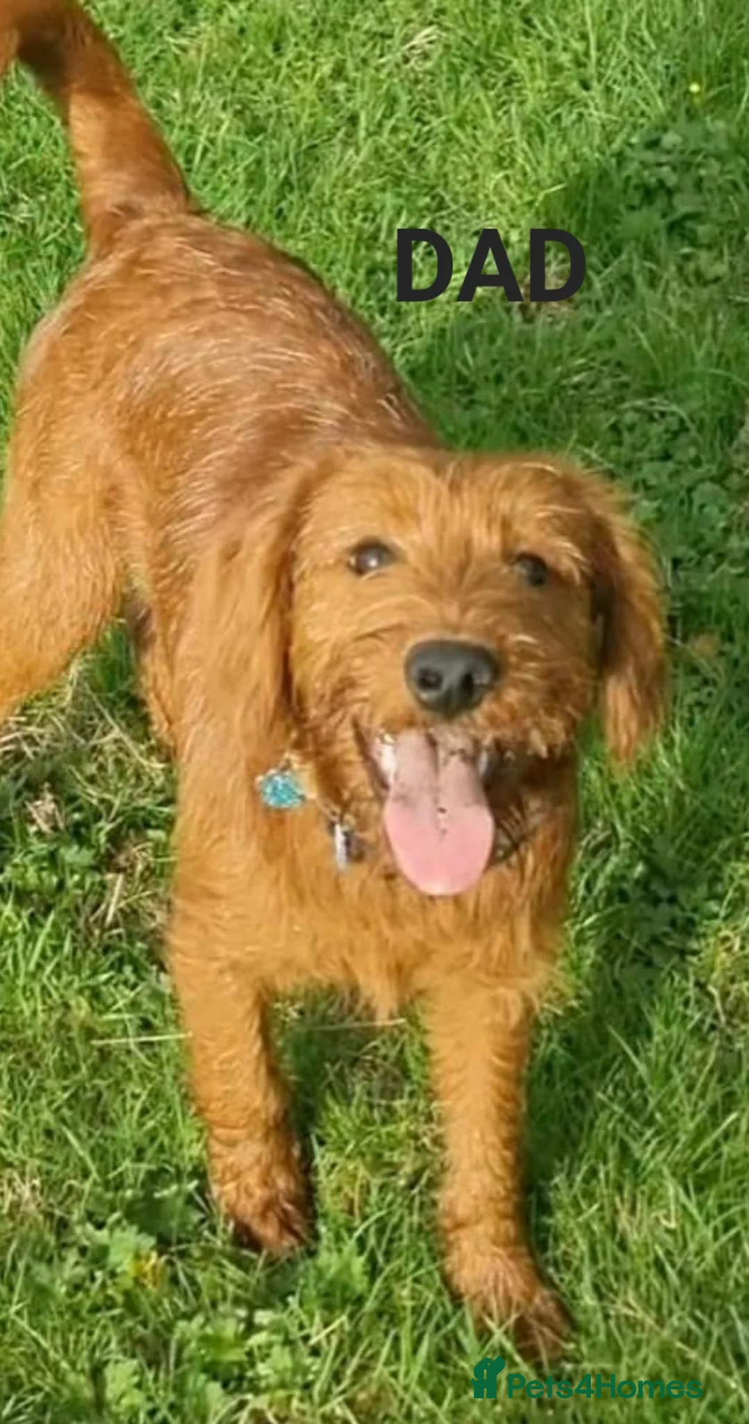 Labradoodle dogs for sale: Labradoodle Fox Red ❤️ Health Check - Advert 21