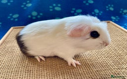 Guinea Pig rodents for sale: Beautiful baby boar Guinea pigs  - Image 4