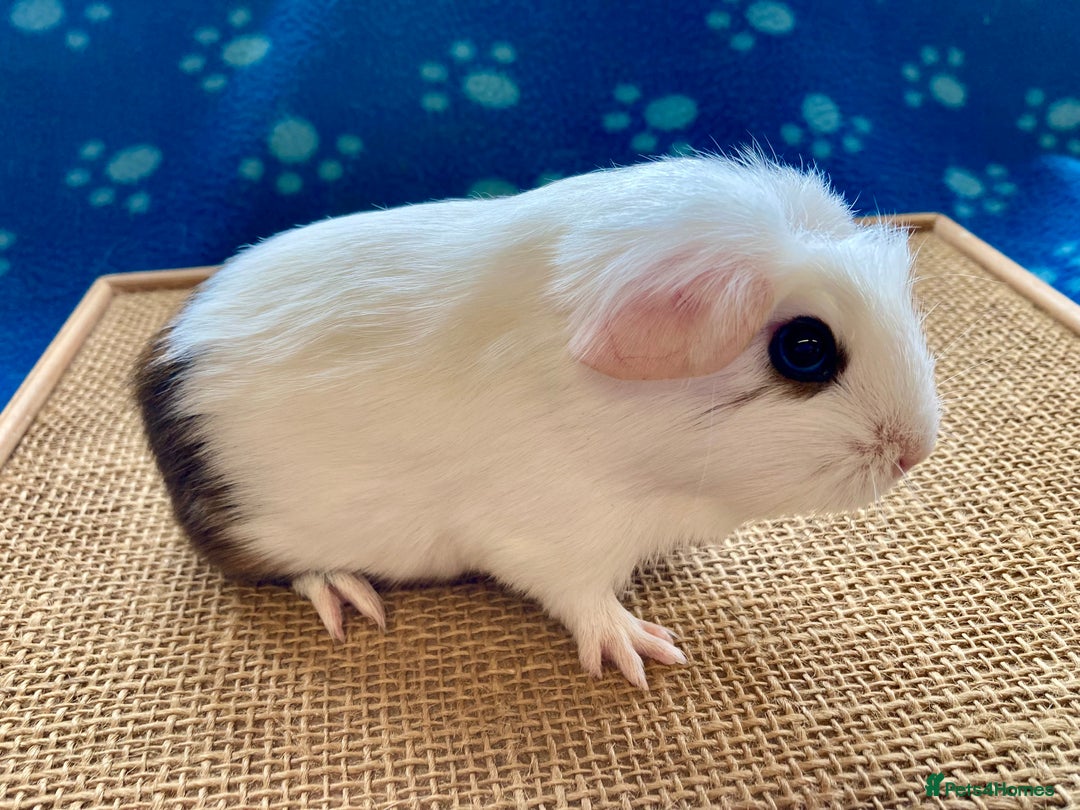 Guinea Pig rodents for sale: Beautiful baby boar Guinea pigs  - Image 4