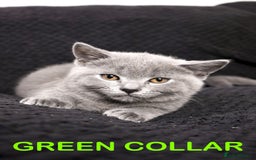 British Shorthair cats for sale: Last 3 Pedigree GCCF Reg Kittens, Ready Now in Gillingham - Image 3