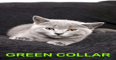 British Shorthair cats in Gillingham - Advert 3