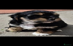Lhasa Apso dogs for sale: Rare 5* Kyi-Leo Puppies ready for loving homes NOW - Image 19