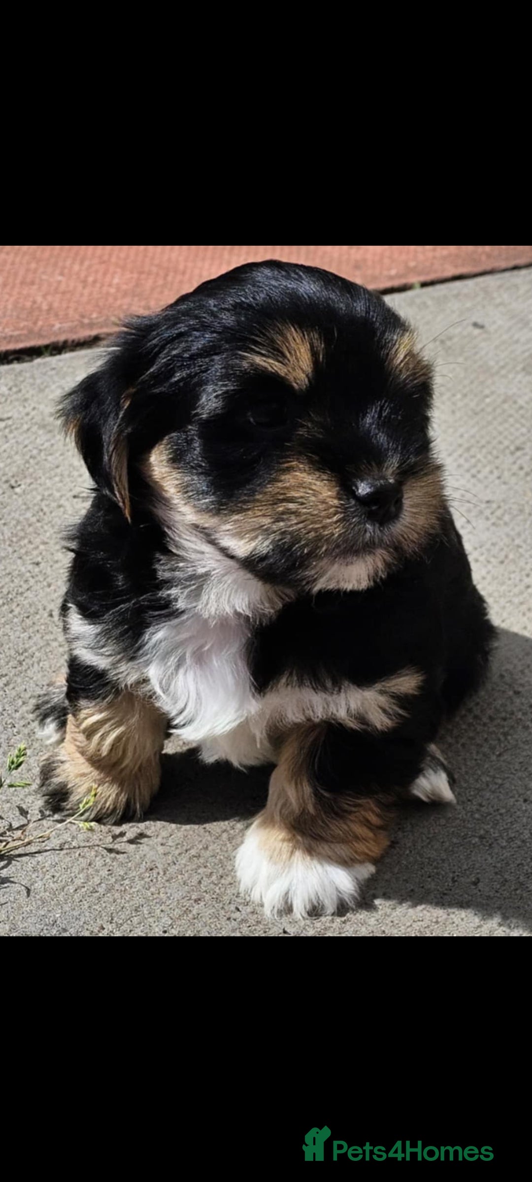 Lhasa Apso dogs for sale: Rare 5* Kyi-Leo Puppies ready for loving homes NOW - Image 19