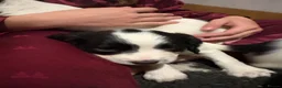 English Springer Spaniel dogs for sale: KC registered working springer spaniel puppies  - Advert 13