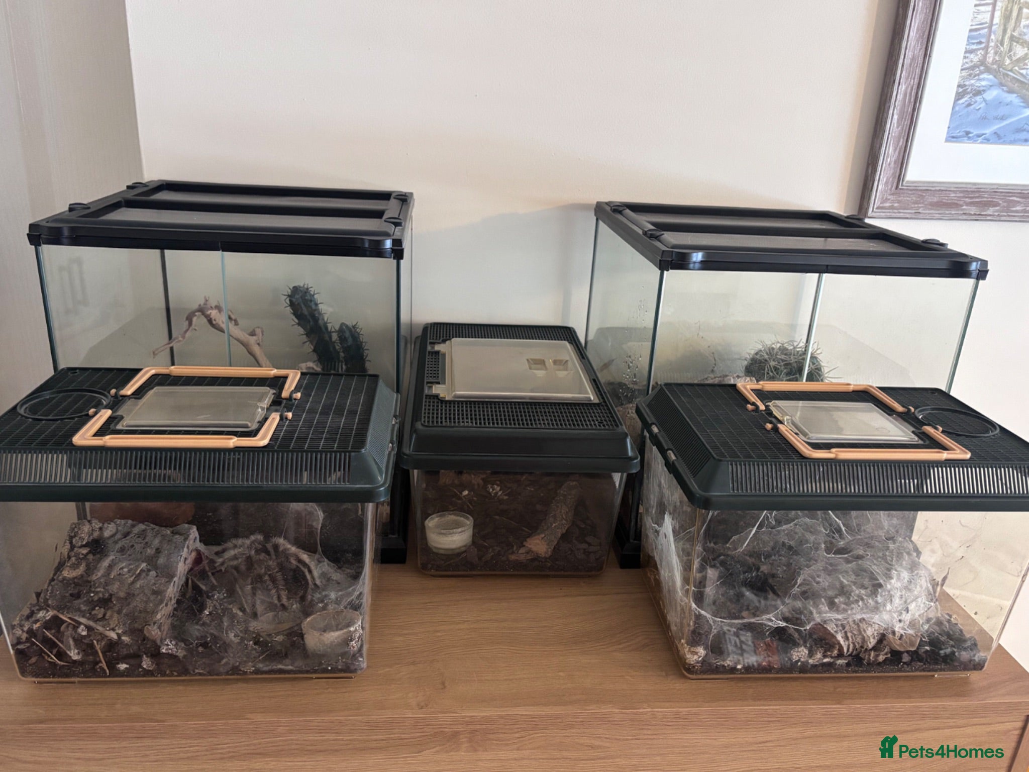 Spiders invertebrates Tarantulas for sale  - Advert 1