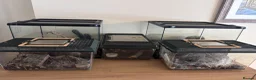 Spiders invertebrates for sale: Tarantulas for sale  in Stockton-on-Tees - Advert 1