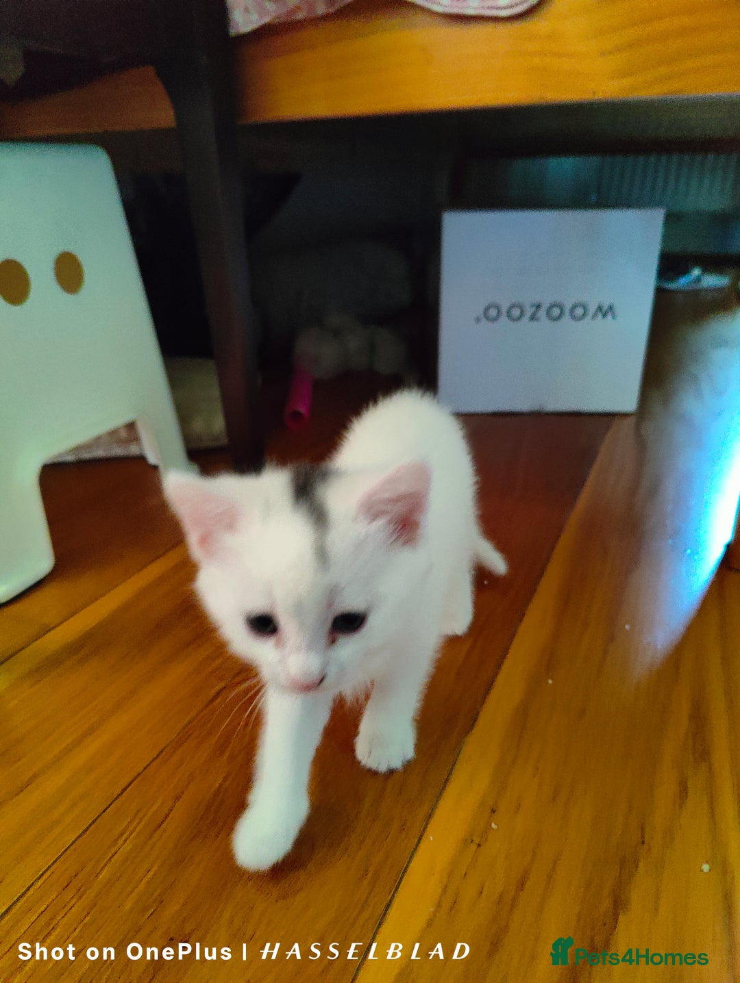 Turkish Angora cats for sale: REDUCED!!! Turkish Angora kittens for sale - Image 8