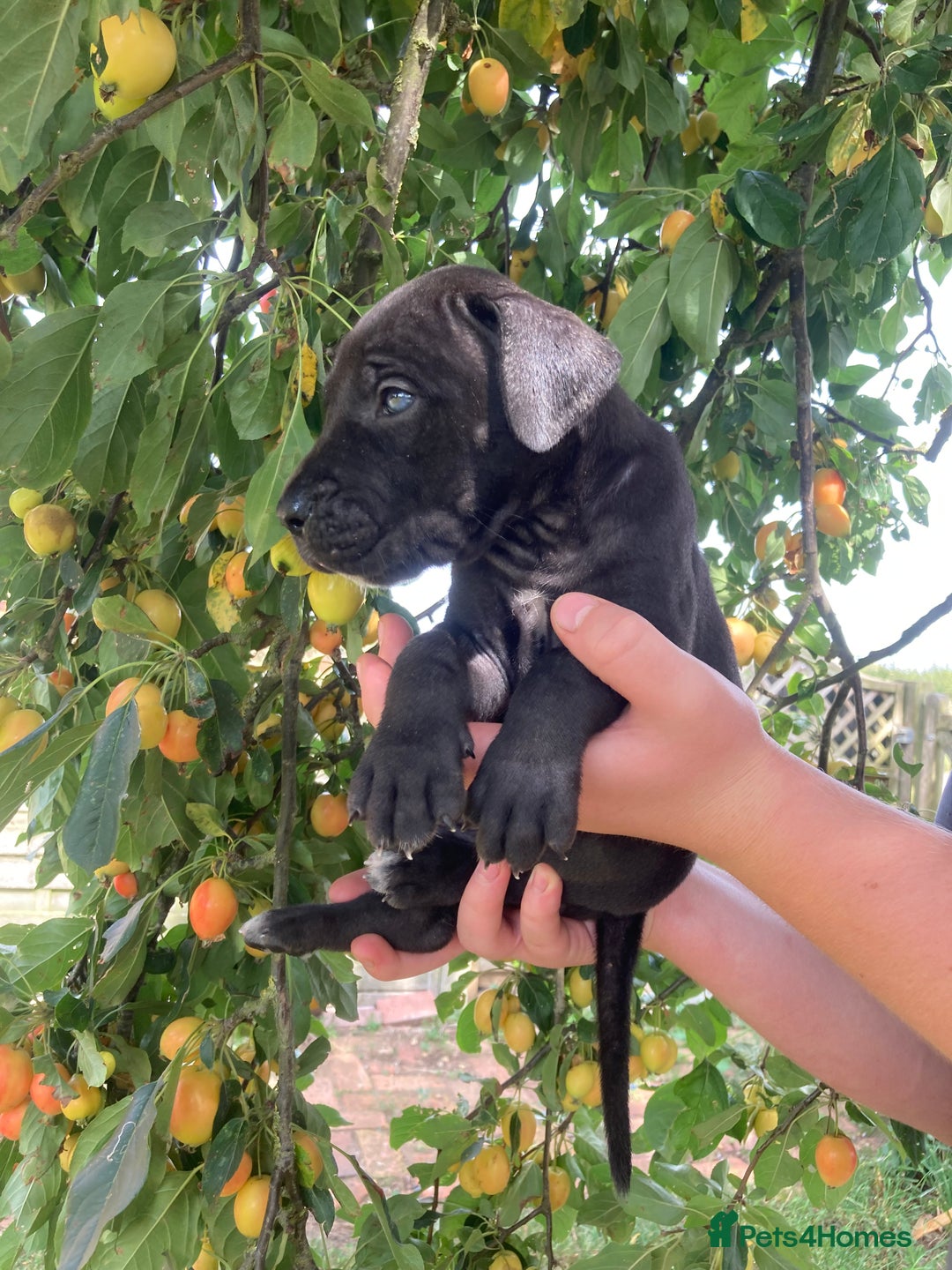 Great Dane dogs for sale: Beautiful Great Dane pups - Image 22