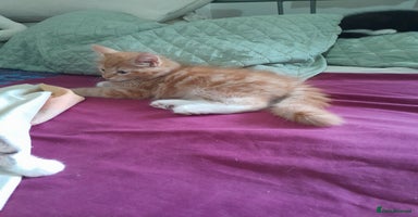 Mixed Breed cats - Advert 16