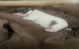 Mixed Breed dogs for sale: Jack russel cross chichuhua puppies Jackawawa - Image 10