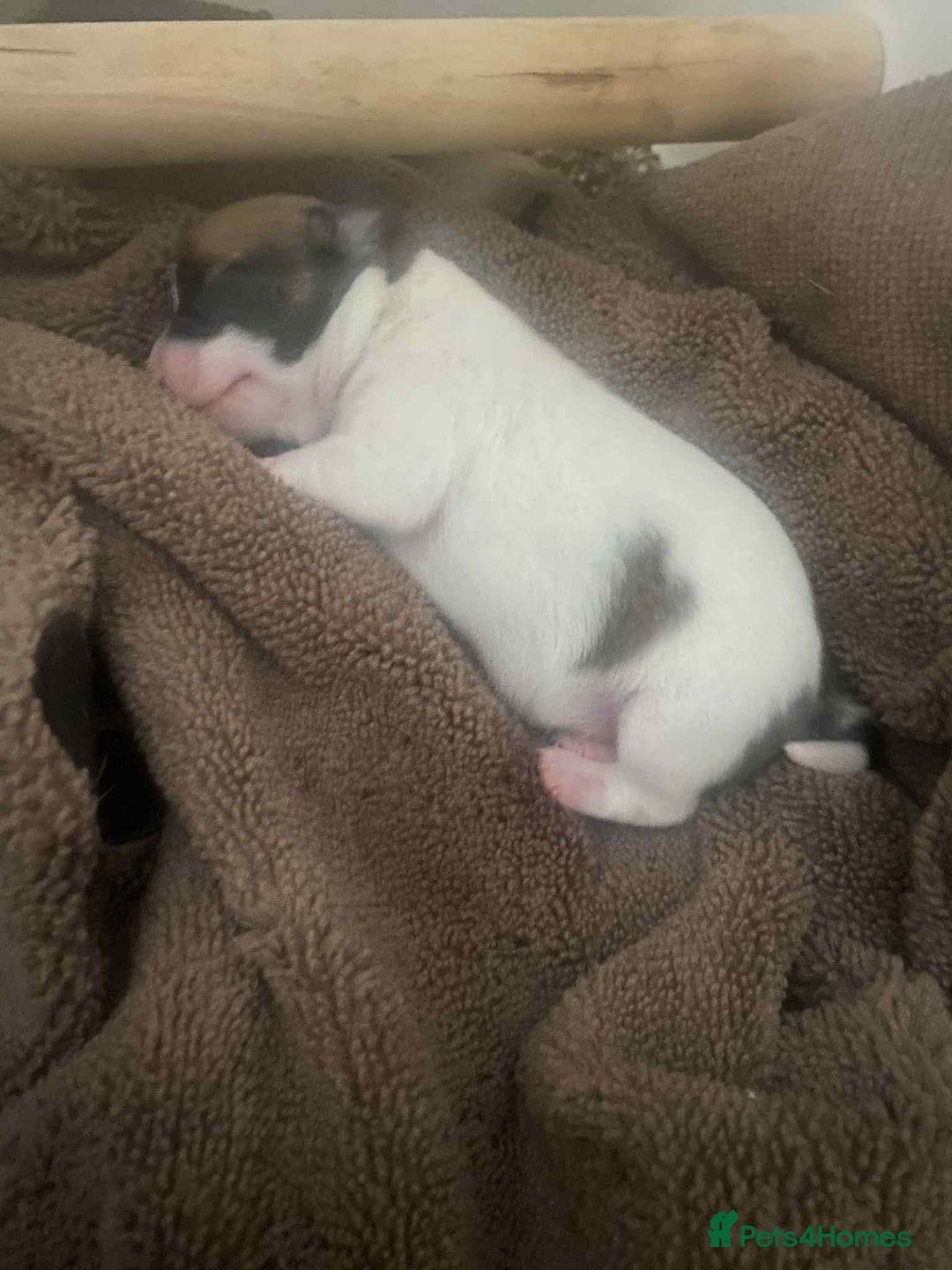 Mixed Breed dogs for sale: Jack russel cross chichuhua puppies Jackawawa - Image 10
